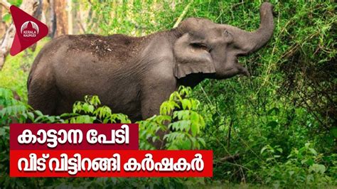 കടടന പട വട വടടറങങ വലങങട മലയര കരഷകര Wild