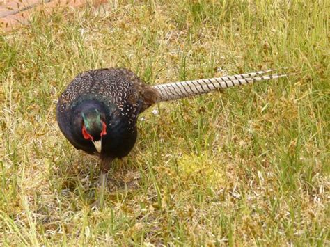 Free Images Bird Prairie Animal Wildlife Beak Color Colorful