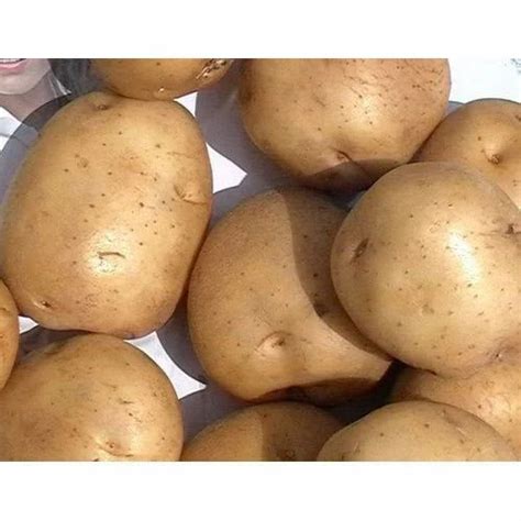 Brown 3797 Potato Packaging Type Gunny Bag Packaging Size 50 Kg At Rs 14kilogram In Firozabad