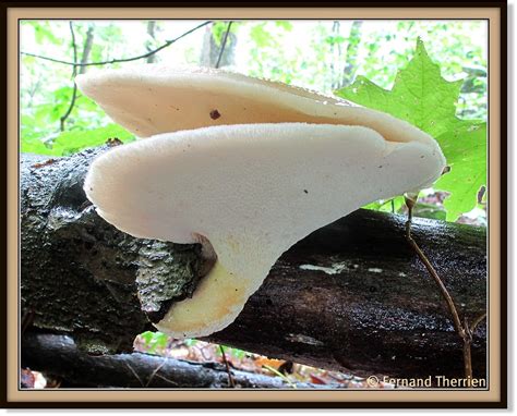 Polyporus Craterellus Polypore Du Hêtre 2922 Date 10 A Flickr