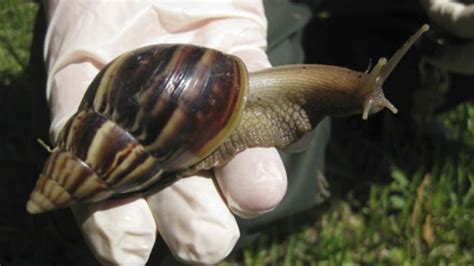 Part Of Broward County Under Quarantine For Giant African Land Snail