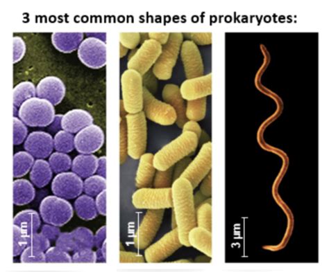 Bio Ch Bacteria Archaea Flashcards Quizlet