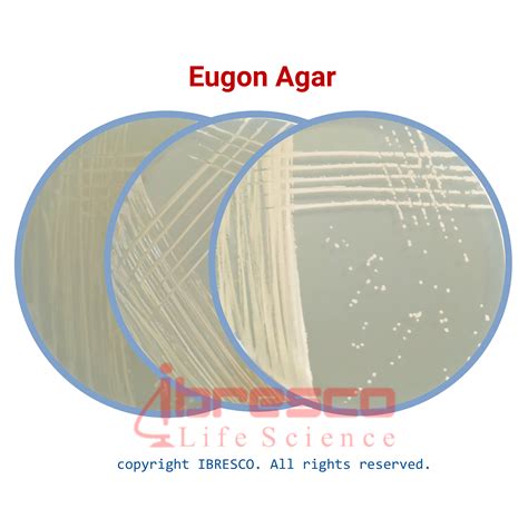 Eugon Agar اگون آگار ایبرسکو