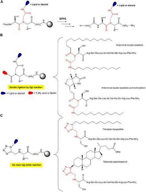 Peptide Steroid And Peptide Lipid Conjugates A Solid Phase