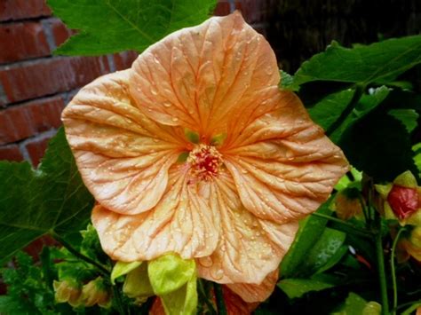 Abutilon F1 Bella Apricot Grows On You