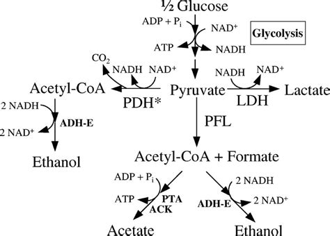 Anaerobic Metabolic Pathways Of E Coli Carrying The Lpd101 Mutation