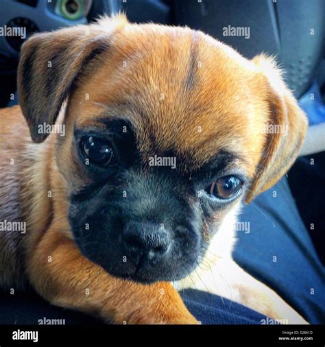 Chug Puppy Stock Photo - Alamy