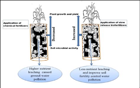 Role Of Chemical Fertilizers And Slow Release Biofertilizers On Growth