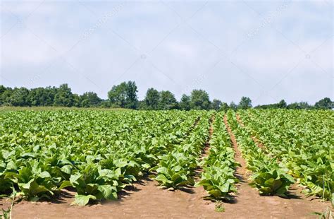 Tobacco Field Stock Photo by ©StephanieFrey 2569452