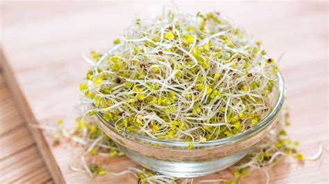 How To Grow Broccoli Sprouts Top Tips For Nutritious Greens Gardeningetc