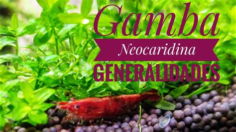 Gamba Neocaridina Gamba Cherry Ficha T Cnica Y Generalidades Youtube