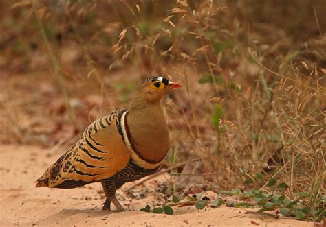 Four-banded Sandgrouse | BirdPhotos.com