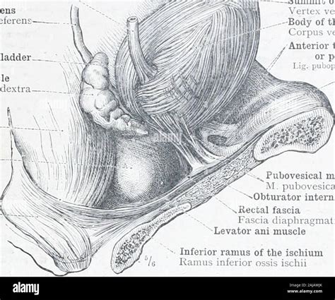 An Atlas Of Human Anatomy For Students And Physicians Base Or Fundus