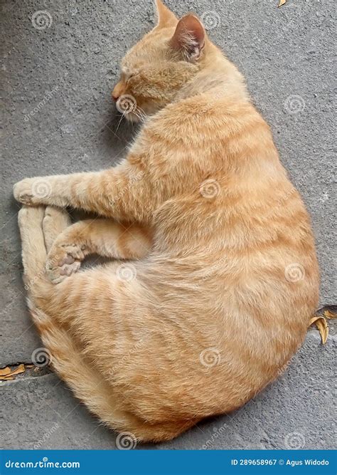 My funny sleeping cat. stock image. Image of funny, cute - 289658967