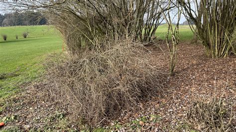 Unser Platz Soll Sch Ner Werden Golfclub Buchenhof