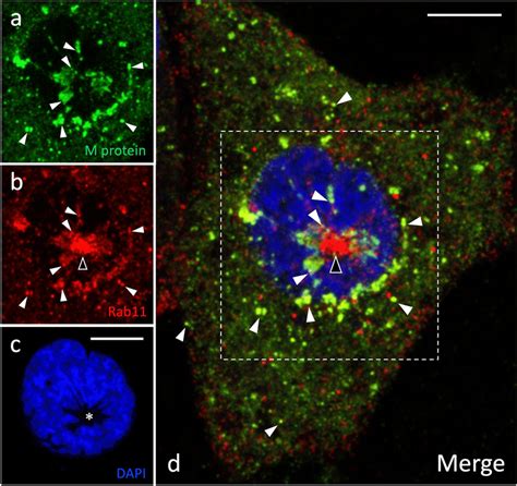 Colocalization Of The M Protein A And Rab11 B During Early Mitosis