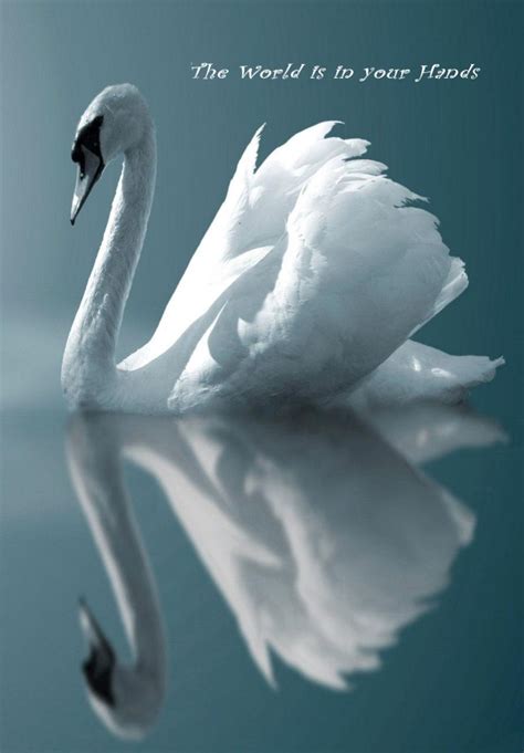 Swans Wallpaper - WallpaperSafari