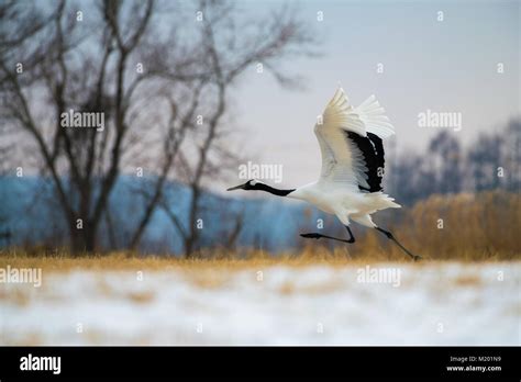 Beautiful Flying Red Crowned Crane Bird From Kushiro Hokkaido Japan In