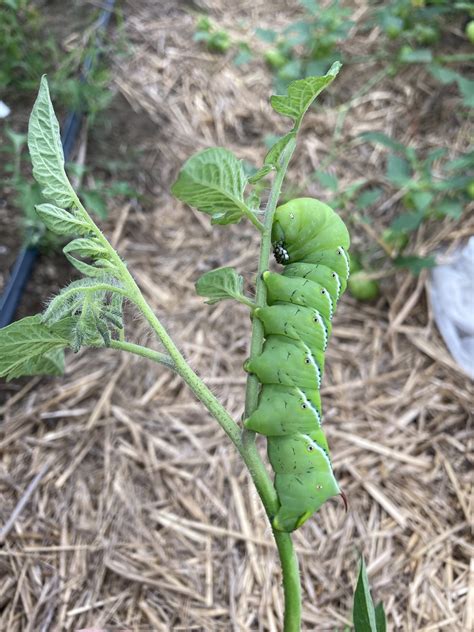 Tomato Hornworm Life Cycle