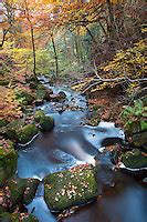 Beech Woodland Peak District Alex Hyde