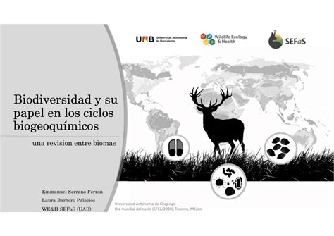 Pdf Biodiversidad Y Su Papel En Los Ciclos Biogeoquímicos Una