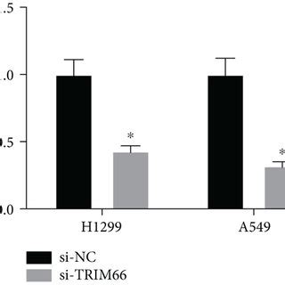 Trim Knockdown Inhibits The Migration And Invasion Of Nsclc Cells And