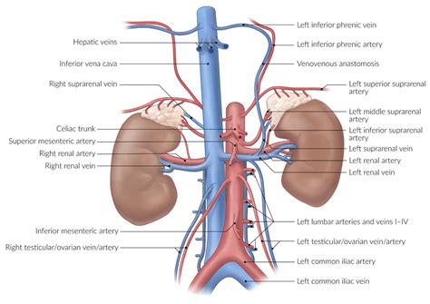 Ovarian Vein Anatomy Left Gonadal Vein The Anatomy Of The Veins