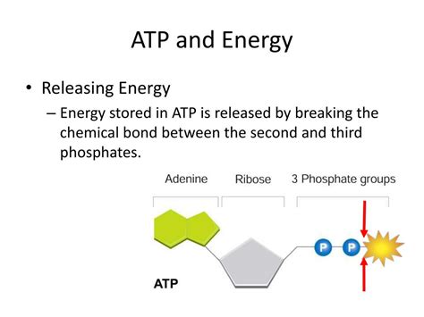 Ppt Photosynthesis Powerpoint Presentation Free Download Id 1588303