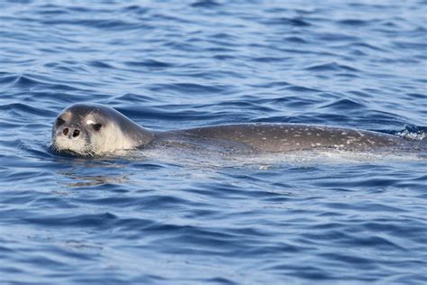 Mediterranean Monk seal - Ionian Dolphin Project