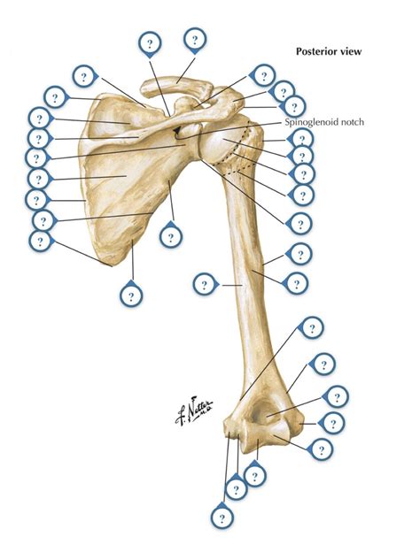 Humerus And Scapula Posterior View Diagram Quizlet