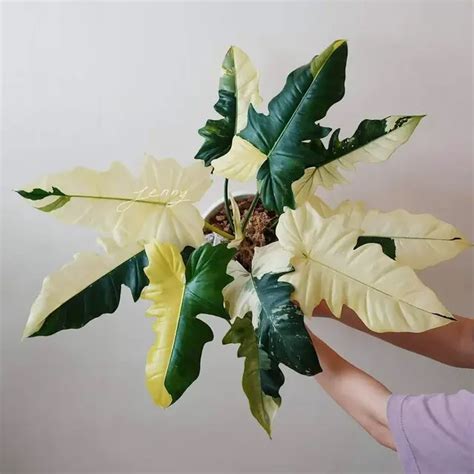 Philodendron Golden Dragon Variegated Rare Jiffy Plants