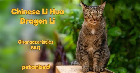 Chinese Li Hua - Dragon Li Cat Breed Info, Nutrition, Grooming ...