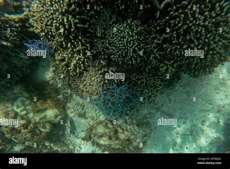 Idyllic Shot Of A Coral Reef Of Pamilacan Island In The Philippines