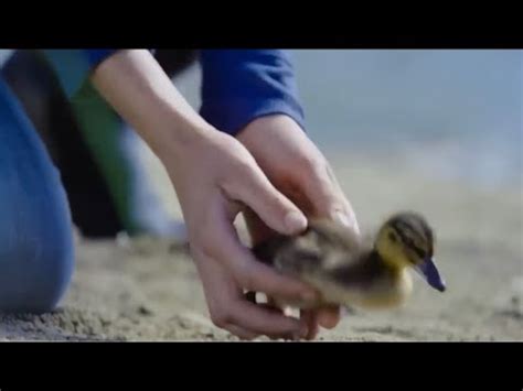 Dawn Dish Soap Duck Ad YouTube