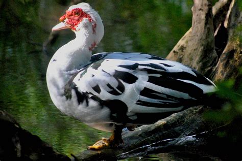 Muscovy Ducks