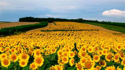 Sunflower Garden Wallpapers - Wallpaper Cave