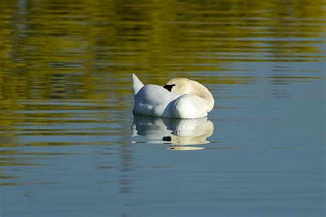 Cisne Pájaro Nadar Foto gratis en Pixabay Pixabay