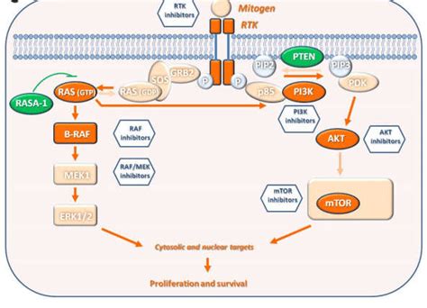 Pathways Involved In Cutaneous Squamous Cell Carcinoma Cscc