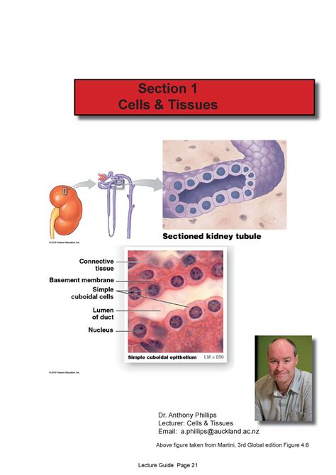 1 Cell And Tissues Lecture Guide 2020 Biosci 107 2 Section 1 Cells