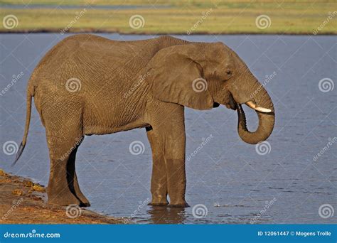 Het Afrikaanse Olifant Drinken Van De Rivier Chobe Stock Afbeelding