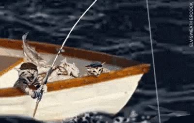 Fish Fishing GIF - Fish Fishing Attention - Discover & Share GIFs