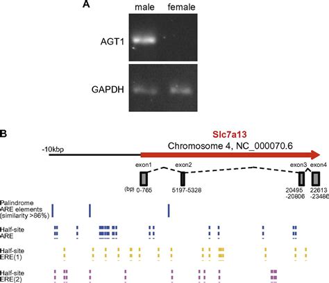 Novel Cystine Transporter In Renal Proximal Tubule Identified As A