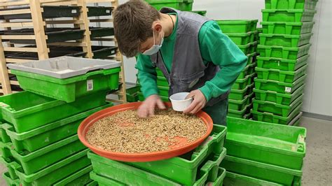 Polvo De Grillo Y Harina De Gusano Las Granjas De Insectos Se