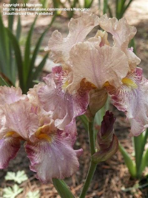 PlantFiles Pictures Tall Bearded Iris Metamorphic Magic Burseen