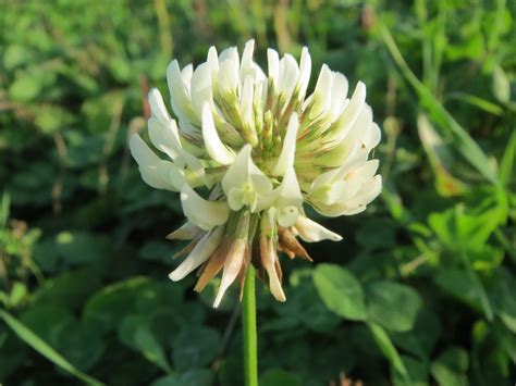 Tr Bol Blanco Plantas De Jard N Antioquia Naturalista Colombia