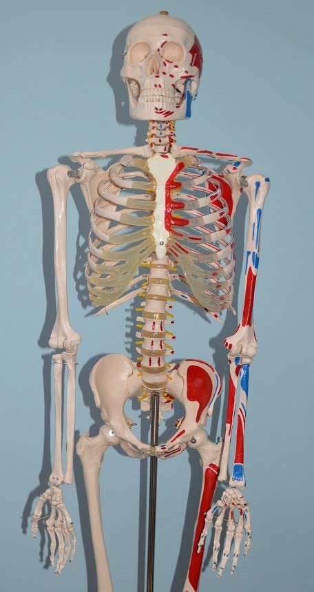Anatomia e fisiologia
