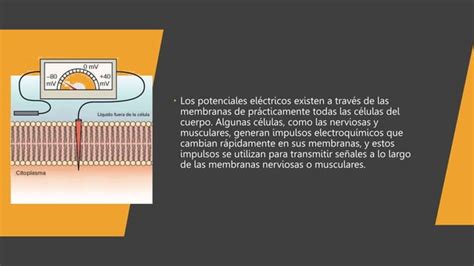 Potenciales De Membrana Y Los Potenciales De Acci N Pptx