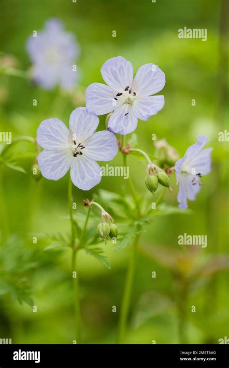 Geranium Oxonianum Hi Res Stock Photography And Images Alamy