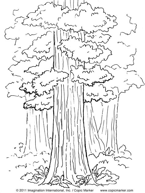 Redwood Tree Coloring Pages at GetDrawings | Free download