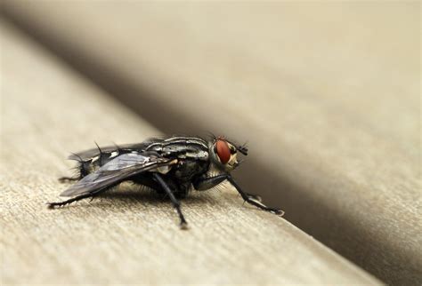 Whats The Difference Between House Flies And Cluster Flies Poulin S